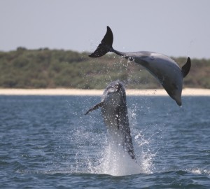 Portugal tours - Setubal dolphins